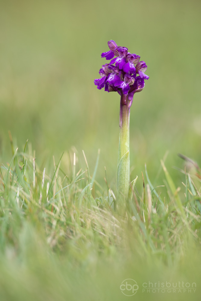 Green-winged Orchid | Gallery | Chris Button Photography
