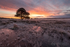 Wilverley Plain