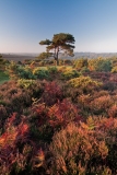 Bratley Pine
