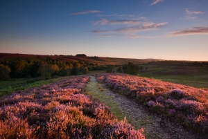 New Forest Heather Workshop - August 16, 24 and 30