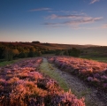 New Forest Heather Workshop - August 16, 24 and 30