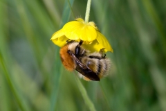 Brown-banded Carder Bee (Bombus humilis)