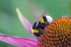 Buff-tailed Bumblebee (Bombus terrestris)
