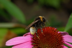 Southern Cuckoo Bumblebee (Bombus vestalis)