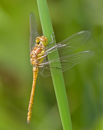 Common Darter