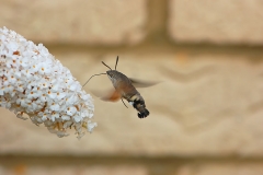 Hummingbird Hawkmoth