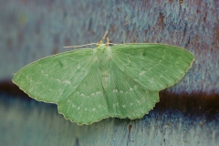 Large Emerald