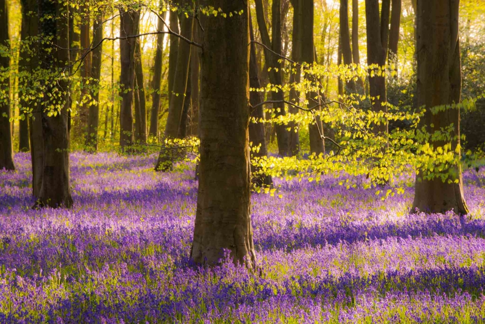Micheldever Woods