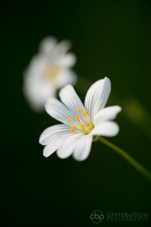 Greater Stitchwort