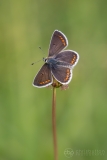 Brown Argus