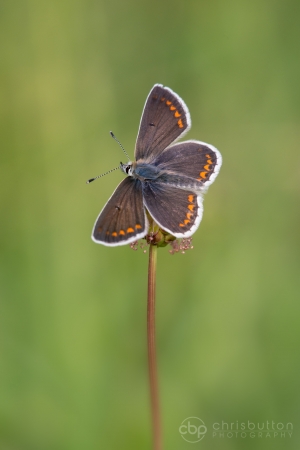Brown Argus