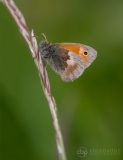 Small Heath