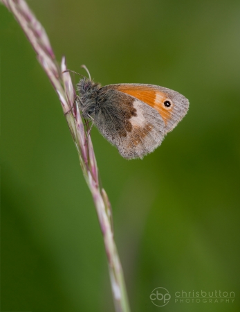 Small Heath