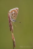 Common Blue