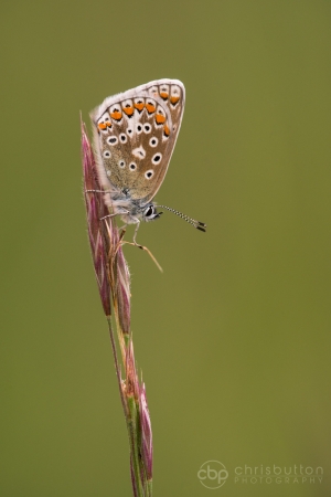 Common Blue