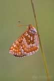 Marsh Fritillary