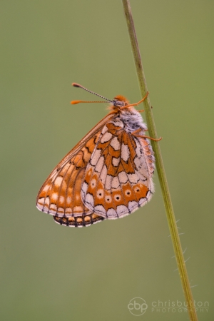 Marsh Fritillary