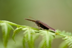 Ringlet