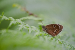 Ringlet