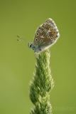 Adonis Blue
