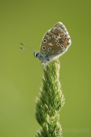 Adonis Blue