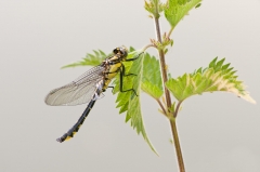 Club-tailed Dragonfly