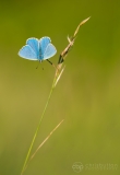 Adonis Blue