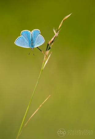 Adonis Blue