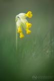 Cowslip