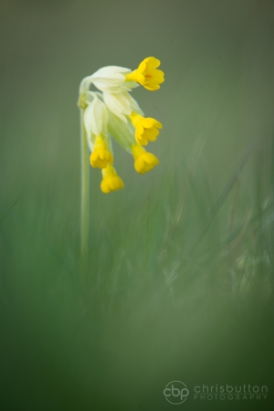 Cowslip
