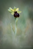 Early Spider Orchid