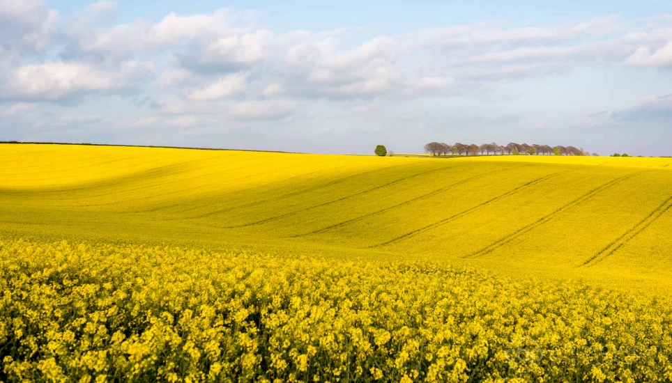 Cheesefoot Head