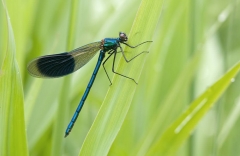 Banded Demoiselle