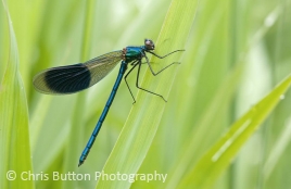 Banded Demoiselle