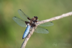 Broad-bodied Chaser
