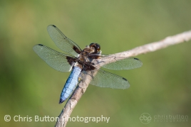 Broad-bodied Chaser