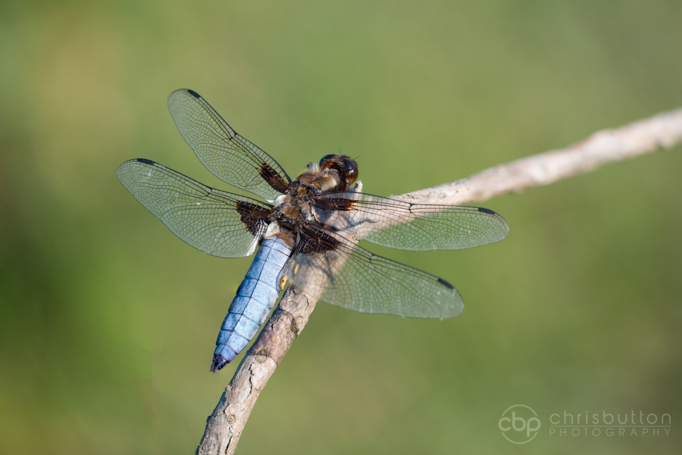 Broad-bodied Chaser