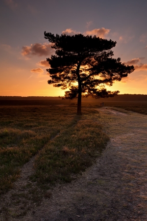 Pine Tree Silhouette
