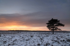 Snowy Pine Silhouette