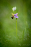 Bee Orchid