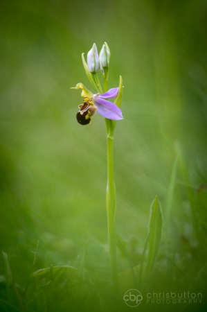 Bee Orchid
