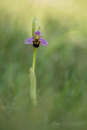 Bee Orchid