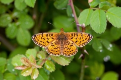 Small Pearl-bordered Fritillary