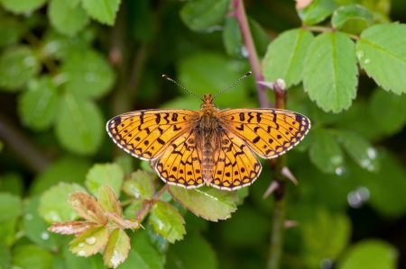 Small Pearl-bordered Fritillary