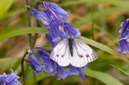 Green-veined White