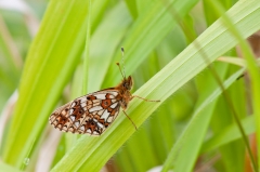 Small Pearl-bordered Fritillary