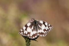 Marbled White