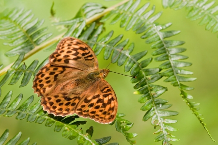 Silver-washed Fritillary