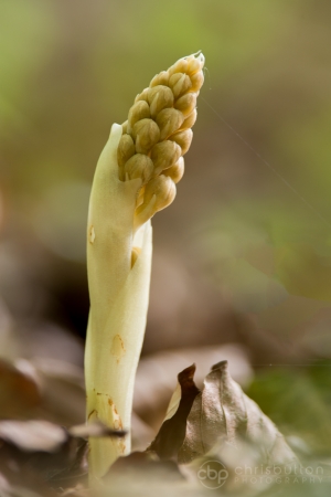 Bird’s-nest Orchid