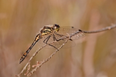 Black Darter
